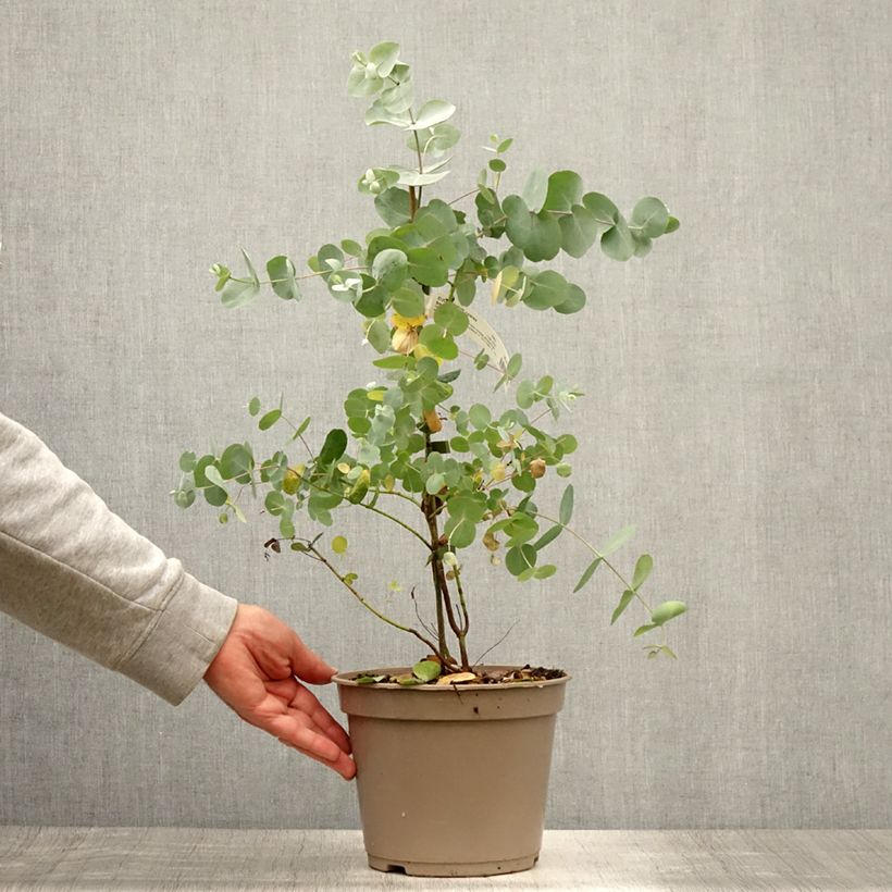 Spécimen de Eucalyptus cinerea Silver Dollar - Gommier cendré Pot de 2L/3L tel que livré en été