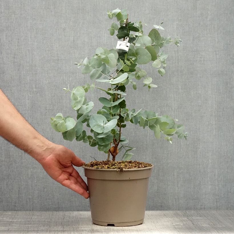 Spécimen de Eucalyptus cinerea Silver Dollar - Gommier cendré Pot de 2L/3L tel que livré au printemps
