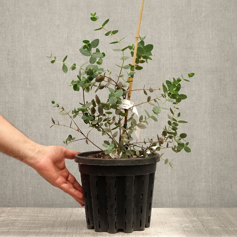 Spécimen de Eucalyptus coccifera - Gommier des neiges de Tasmanie Pot de 4L/5L, Pot anti-chignon tel que livré en été