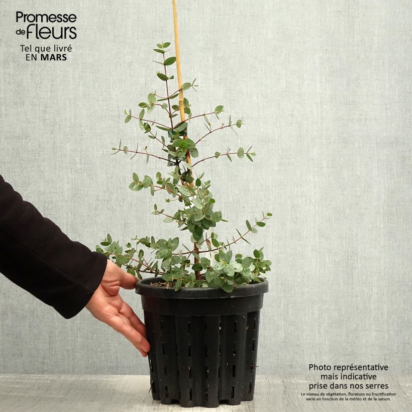 Spécimen de Eucalyptus coccifera - Gommier des neiges de Tasmanie - Pot de 4L/5L tel que livré au printemps