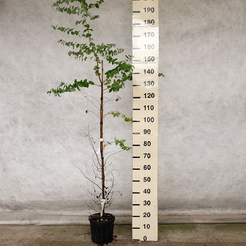 Spécimen de Eucalyptus crenulata - Gommier crénelé Pot de 4L/5L, Pot anti-chignon tel que livré en automne