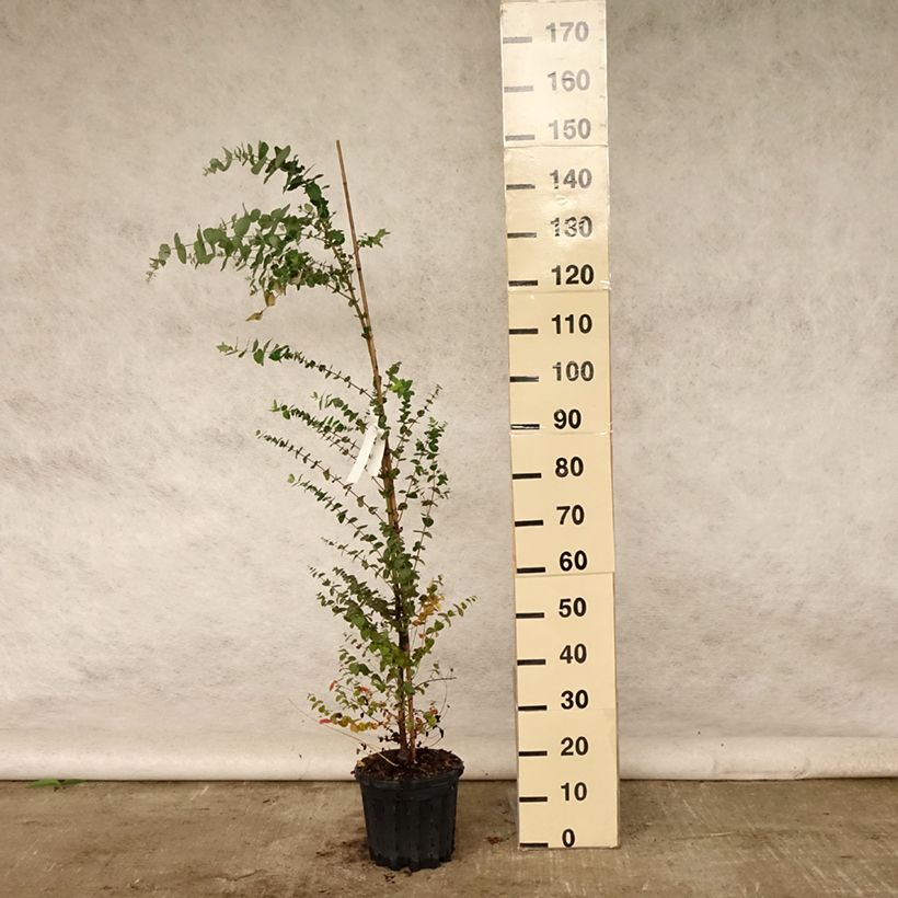 Spécimen de Eucalyptus crenulata - Gommier crénelé Pot de 4L/5L, Pot anti-chignon tel que livré en été