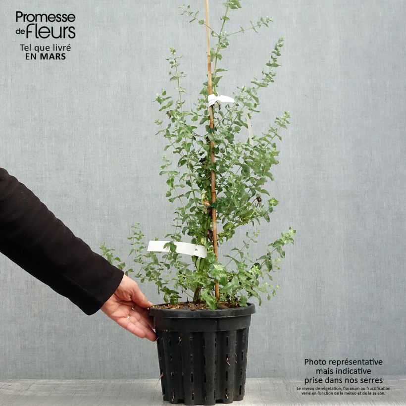 Spécimen de Eucalyptus crenulata - Gommier crénelé - Pot de 4L/5L tel que livré au printemps