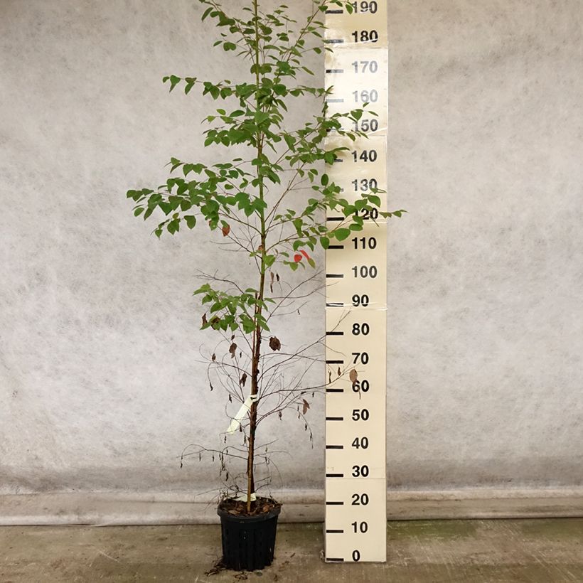 Spécimen de Eucalyptus deanei - Gommier de Deane, Gommier bleu montagne Pot de 4L/5L, Pot anti-chignon tel que livré en automne