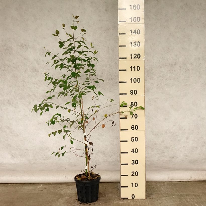 Spécimen de Eucalyptus deanei - Gommier de Deane, Gommier bleu montagne Pot de 4L/5L, Pot anti-chignon tel que livré en été