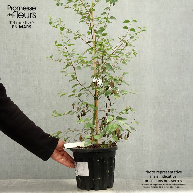 Spécimen de Eucalyptus deanei - Gommier de Deane, Gommier bleu montagne - Pot de 4L/5L tel que livré au printemps