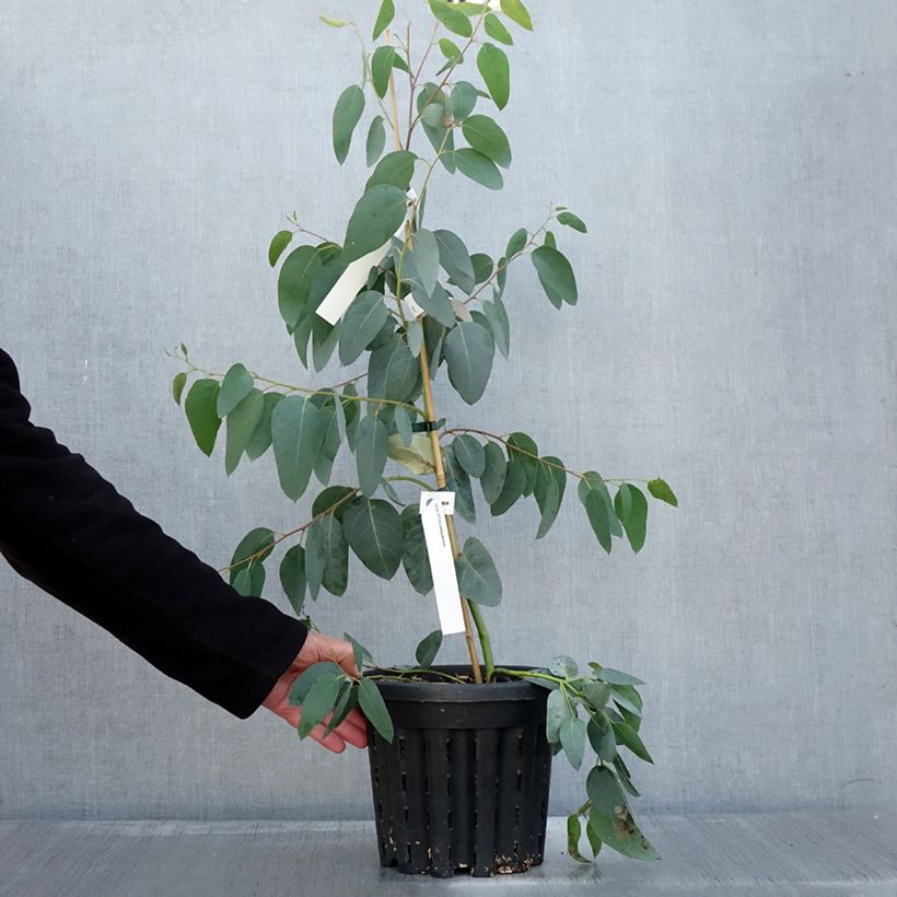 Spécimen de Eucalyptus delegatensis subsp. tasmaniensis  Pot de 4L/5L, Pot anti-chignon tel que livré en automne