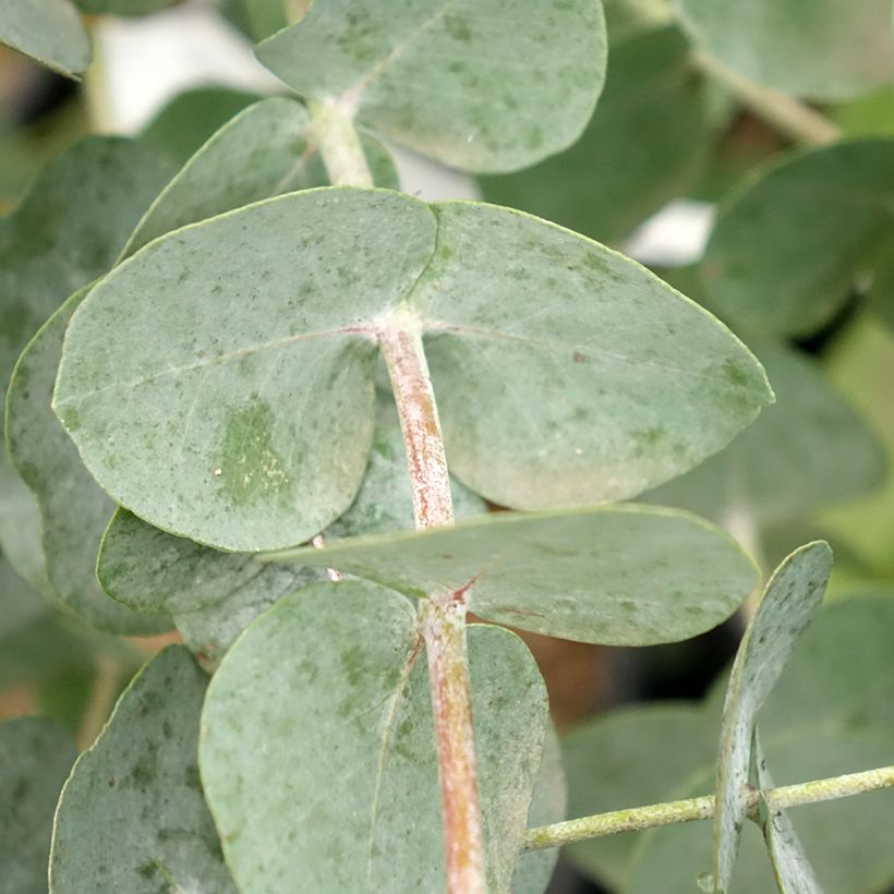 Eucalyptus glaucescens Guthega - Gommier Tingiringi (Feuillage)