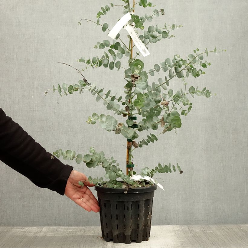 Spécimen de Eucalyptus glaucescens Guthega - Gommier Tingiringi Pot de 4L/5L, Pot anti-chignon tel que livré en automne