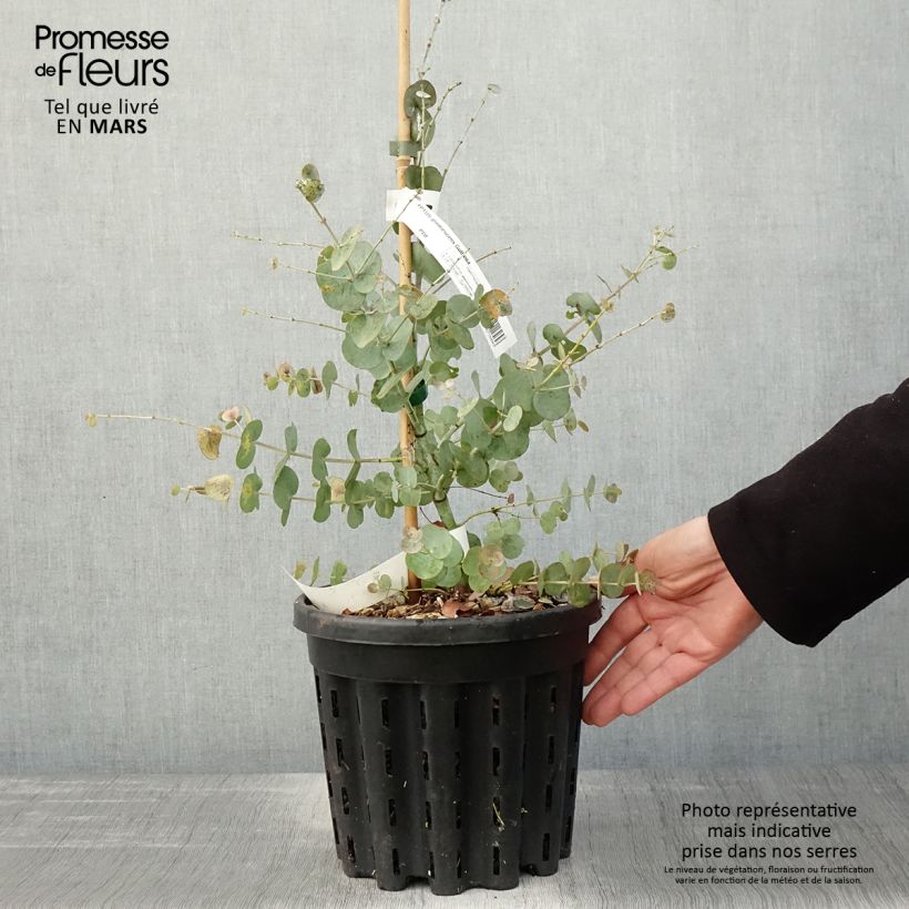 Spécimen de Eucalyptus glaucescens Guthega - Gommier Tingiringi - Pot de 4L/5L tel que livré au printemps