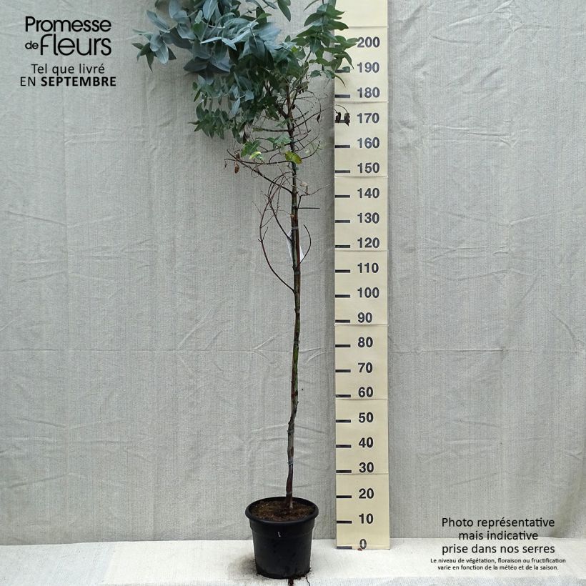 Spécimen de Eucalyptus globulus - Eucalyptus commun ou Gommier bleu  Pot de 7,5L/10L tel que livré en automne
