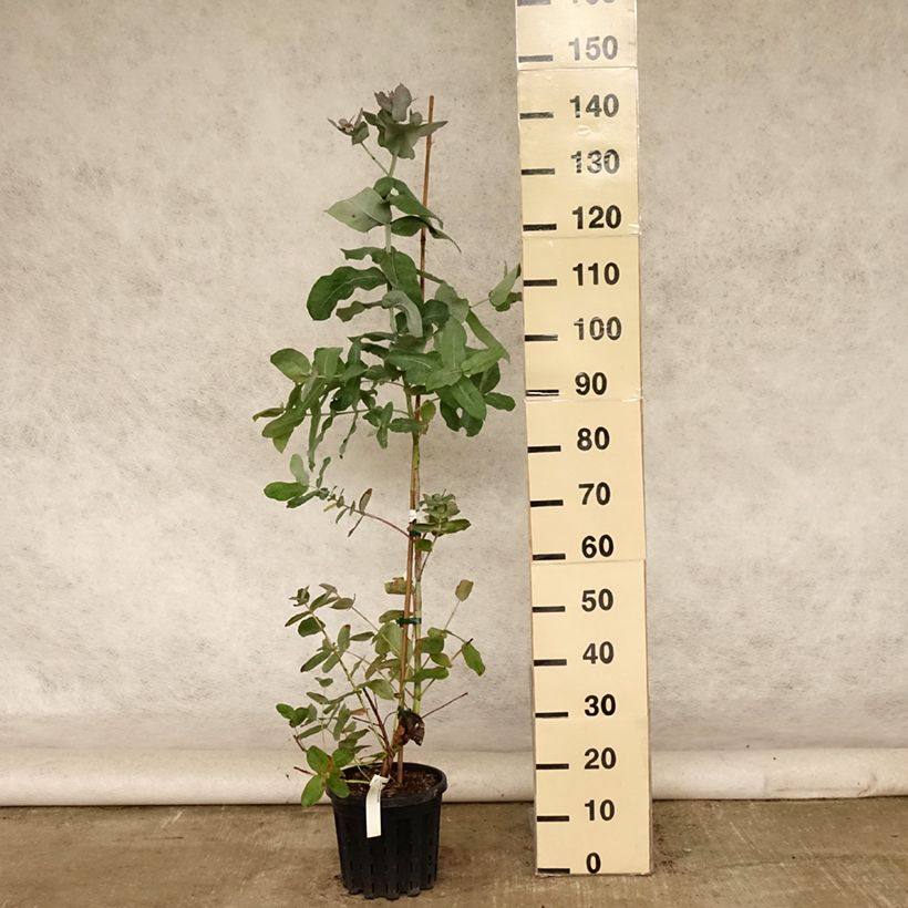 Spécimen de Eucalyptus globulus subsp bicostata - Gommier bleu du Sud Pot de 4L/5L, Pot anti-chignon tel que livré en été