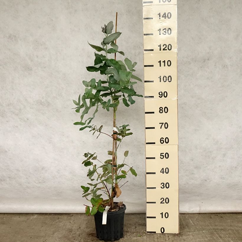 Spécimen de Eucalyptus globulus subsp bicostata - Gommier bleu du Sud - Pot de 4L/5L tel que livré au printemps