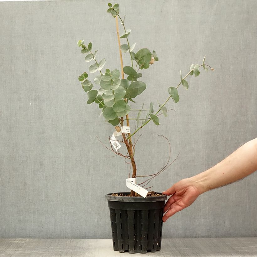 Spécimen de Eucalyptus goniocalyx Dwarf form - Eucalyptus goniocalyx forme naine Pot de 4L/5L, Pot anti-chignon tel que livré en été