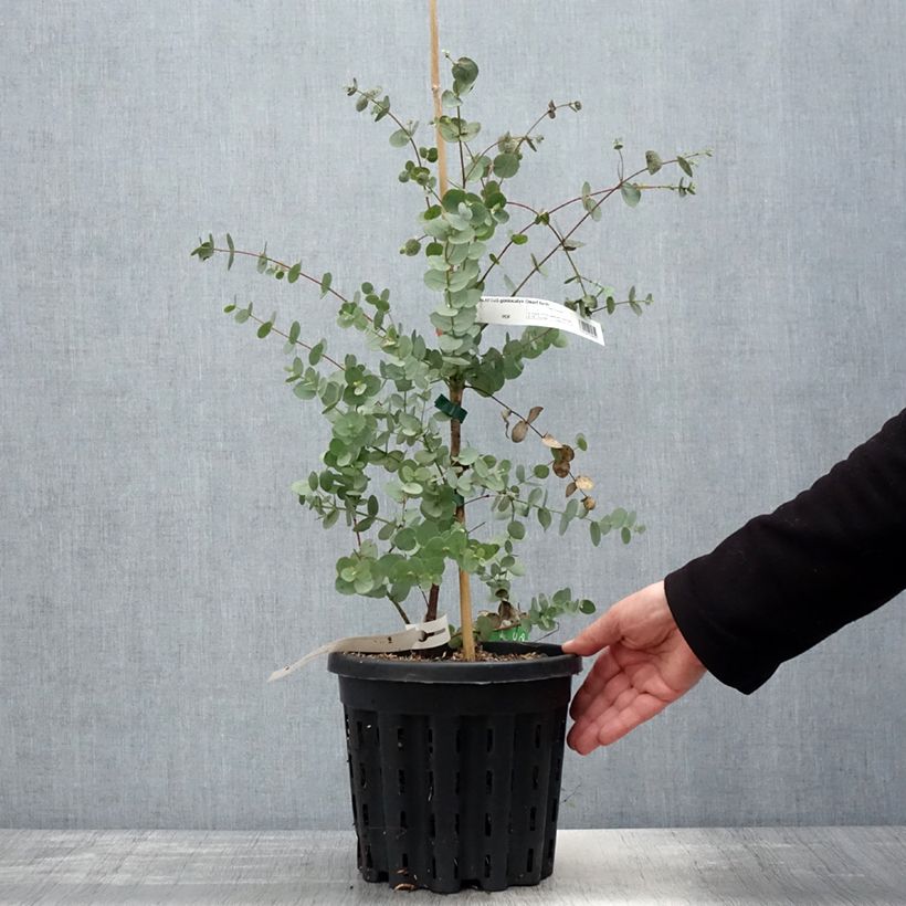 Spécimen de Eucalyptus goniocalyx Dwarf form - Eucalyptus goniocalyx forme naine Pot de 4L/5L, Pot anti-chignonHauteur livrée env. 20/30cm tel que livré au printemps