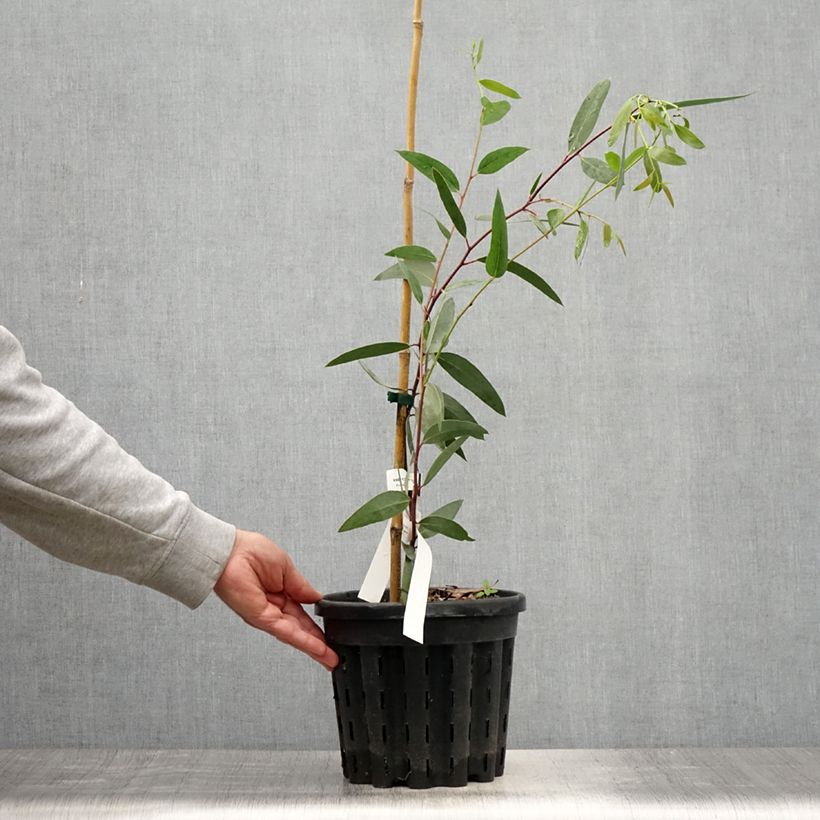 Spécimen de Eucalyptus gregsoniana ou pauciflora var. nana - Gommier des neiges Pot de 3L/4L tel que livré en été