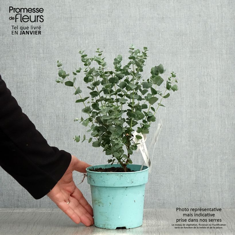Spécimen de Eucalyptus gunnii Azura - Gommier cidre Pot de 1,5L/2L tel que livré en hiver