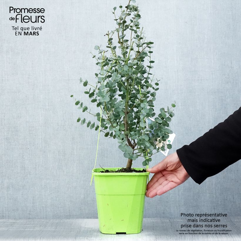 Spécimen de Eucalyptus gunnii Azura - Gommier cidre en pot de 3L/4L tel que livré au printemps
