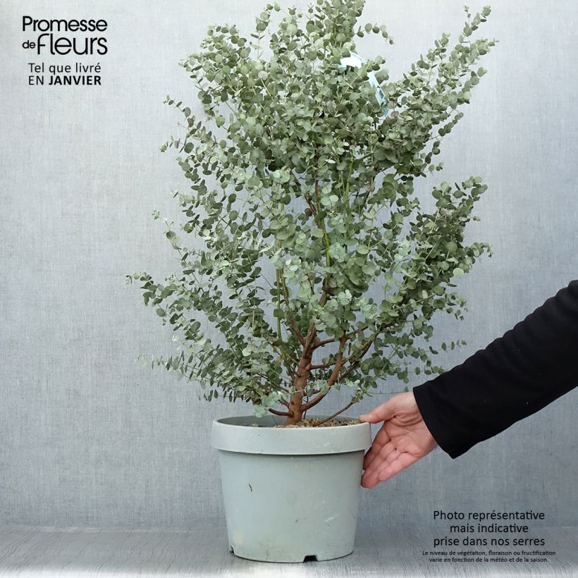 Spécimen de Eucalyptus gunnii Azura - Gommier cidre en pot de 7.5L/10L tel que livré au printemps