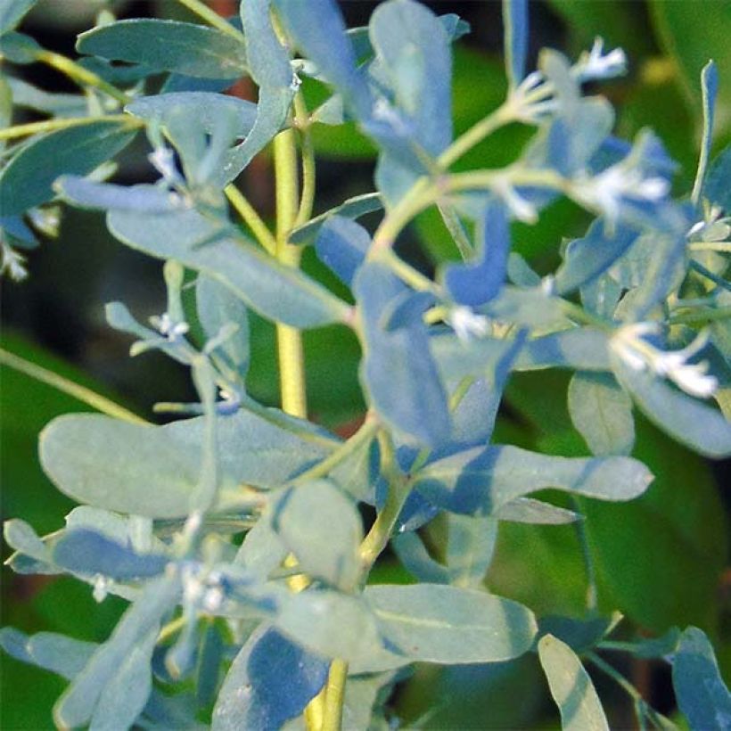Eucalyptus gunnii France Bleu Rengun - Gommier cidre (Feuillage)