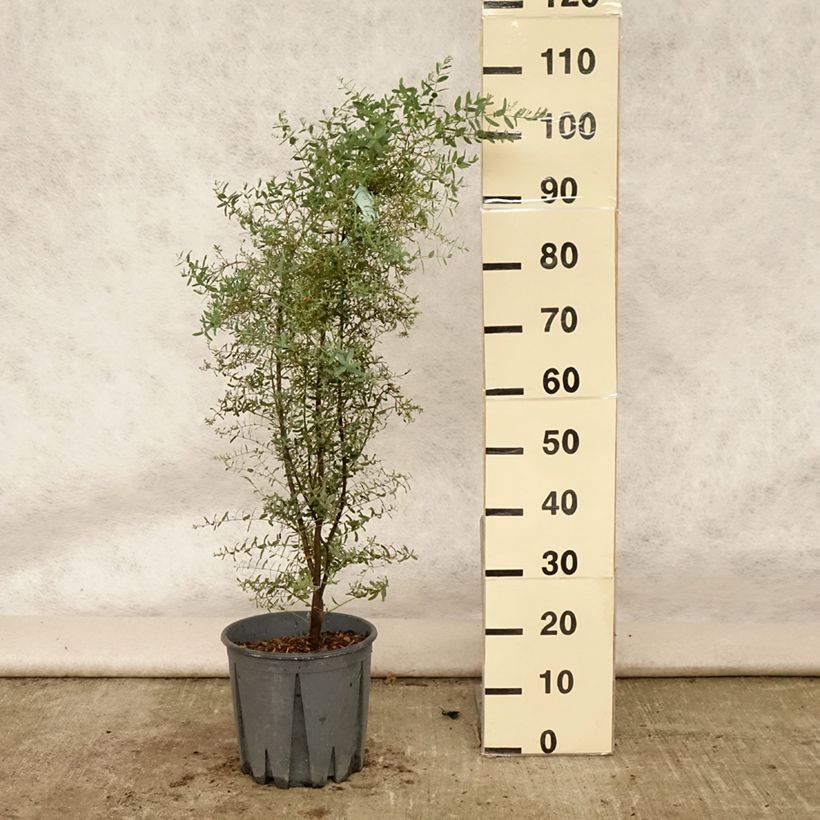 Spécimen de Eucalyptus gunnii France Bleu Rengun - Gommier cidre Pot de 7,5L/10L tel que livré en été