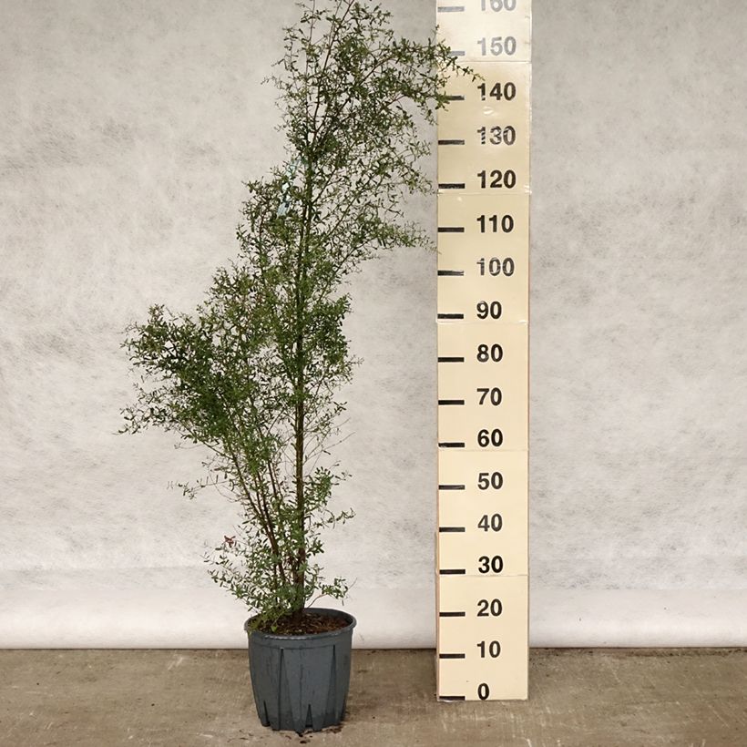 Spécimen de Eucalyptus gunnii France Bleu Rengun - Gommier cidre C10L Pot de 7,5L/10L tel que livré au printemps