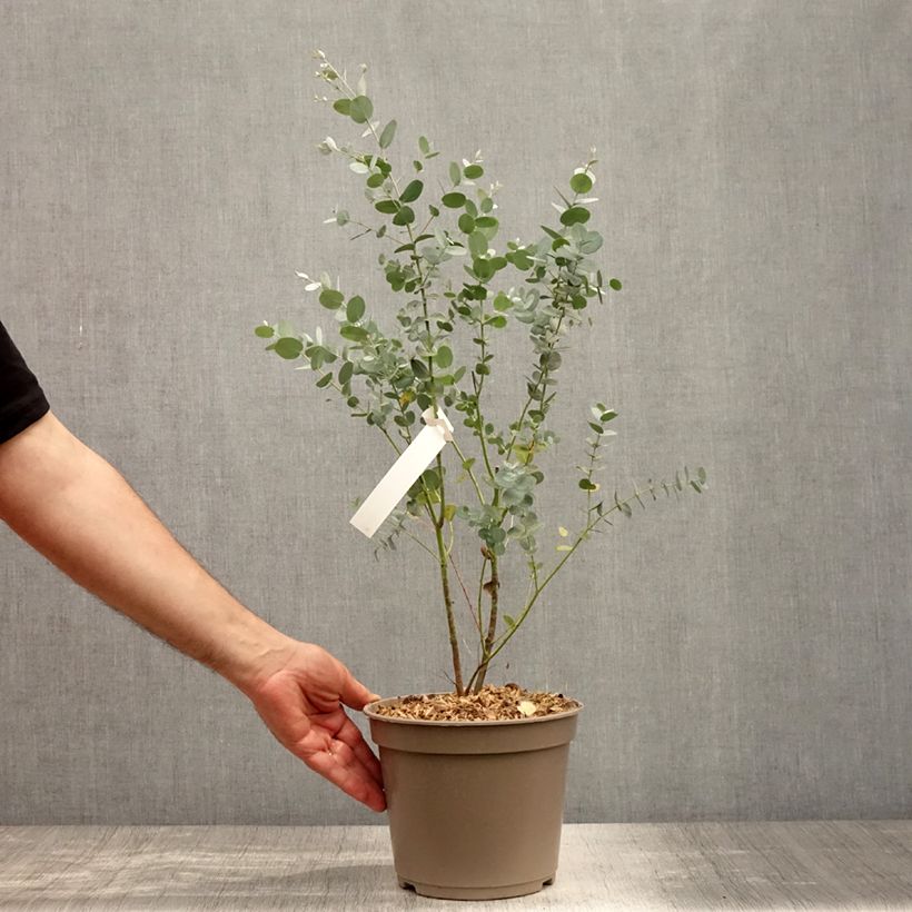 Spécimen de Eucalyptus gunnii Silverana - Gommier cidre Pot de 1,5L/2L tel que livré en été