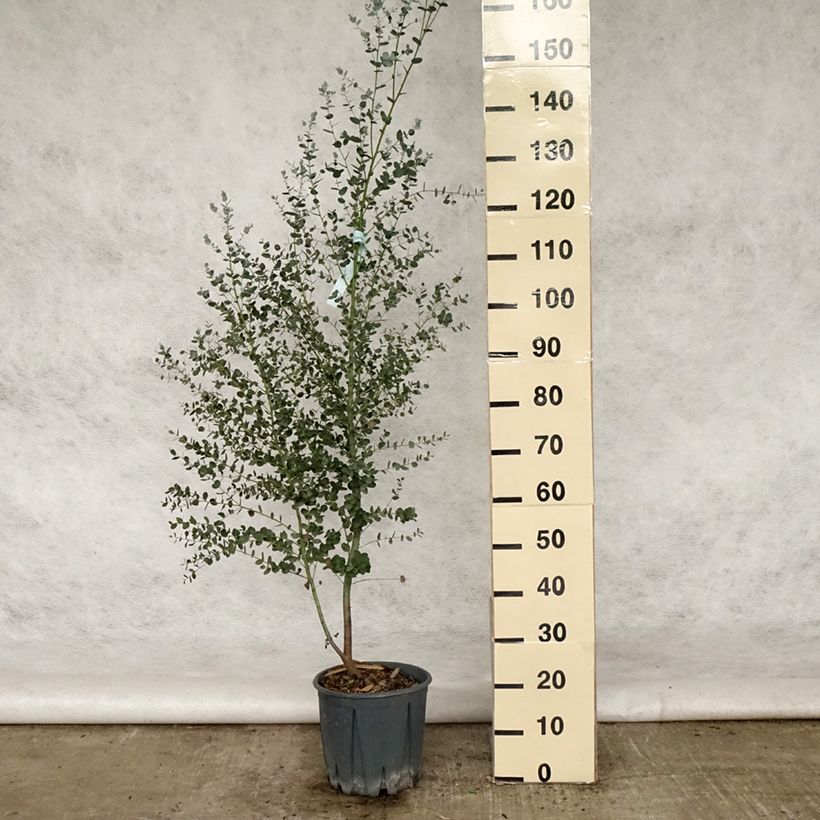 Spécimen de Eucalyptus gunnii Silverana - Gommier cidre Pot de 4L/5L tel que livré en été