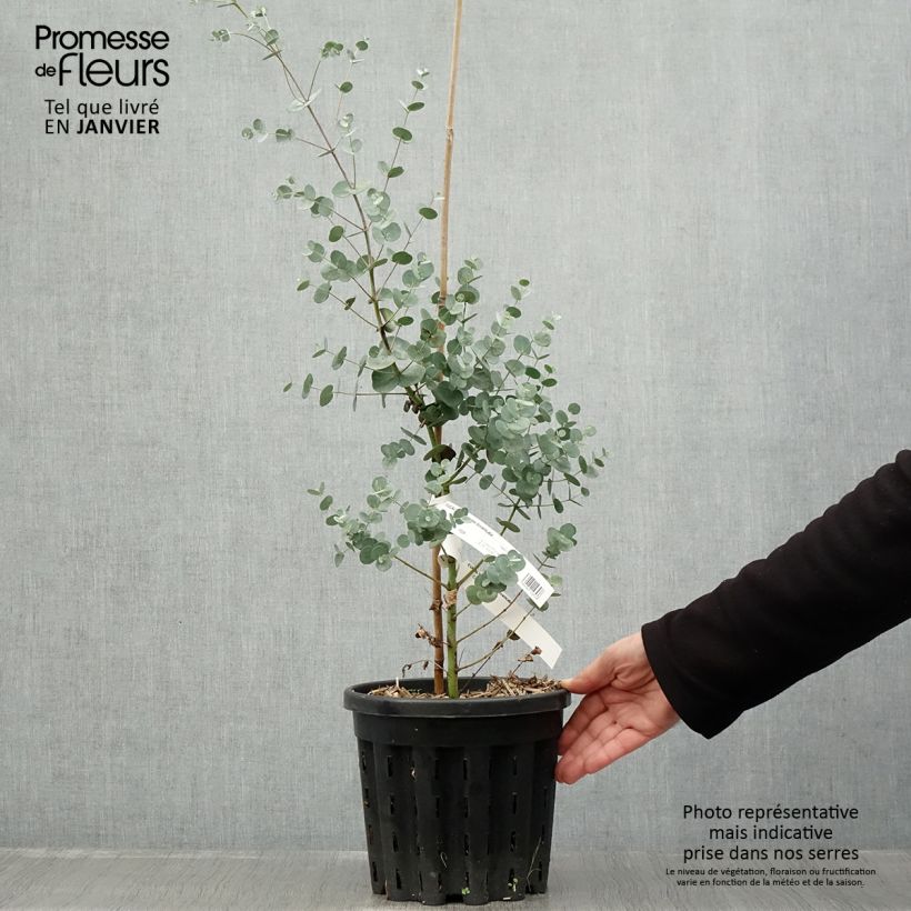 Spécimen de Eucalyptus gunnii subsp. divaricata - Gommier cidre de Miena Pot de 4L/5L, Pot anti-chignon tel que livré en hiver