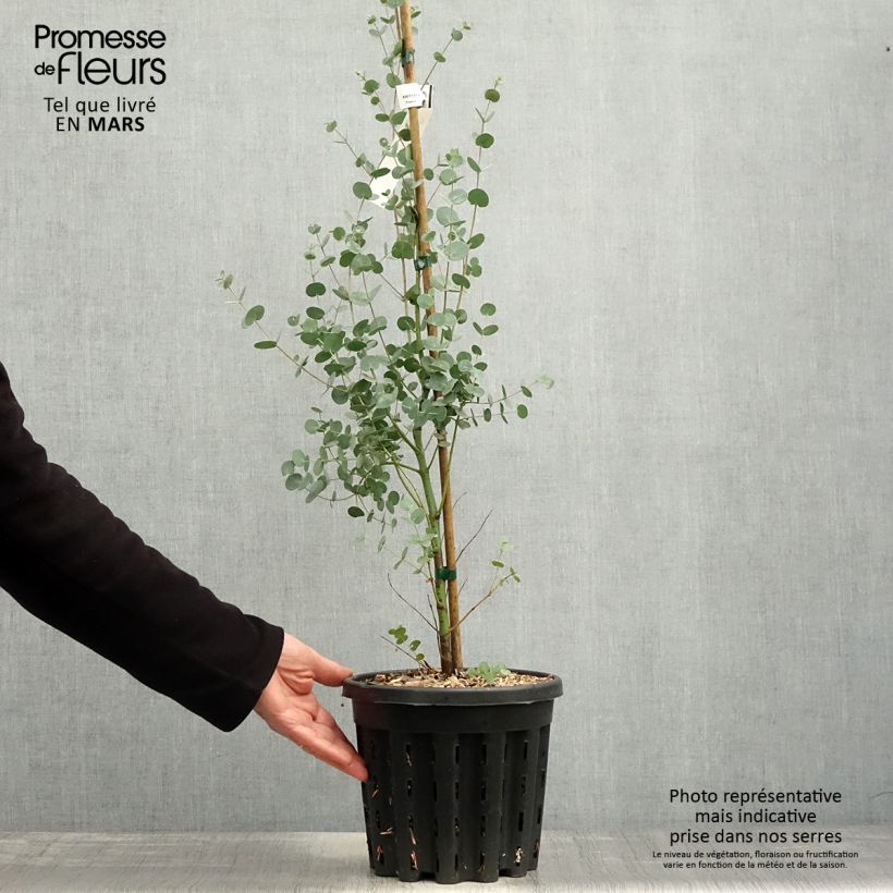 Spécimen de Eucalyptus gunnii subsp. divaricata - Gommier cidre de Miena Pot de 4L/5L, Pot anti-chignonHauteur livrée env. 80/100cm tel que livré au printemps