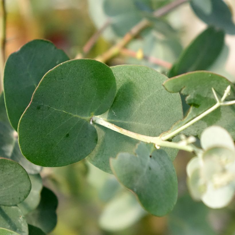 Eucalyptus gunnii subsp. divaricata - Gommier cidre de Miena (Feuillage)