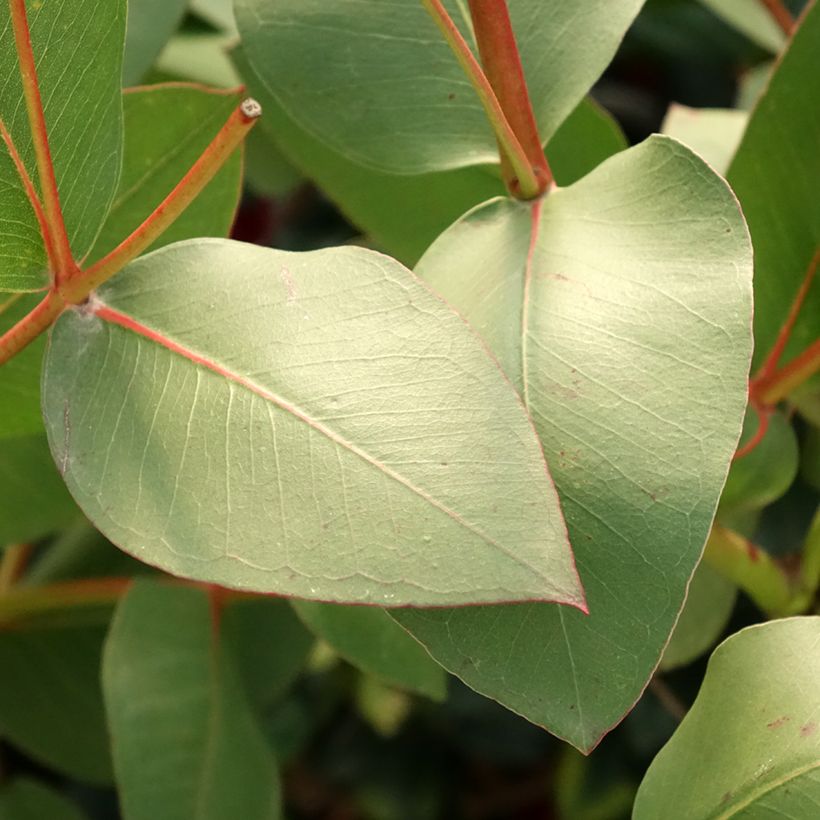 Eucalyptus gunnii subsp. divaricata - Gommier cidre de Miena (Feuillage)