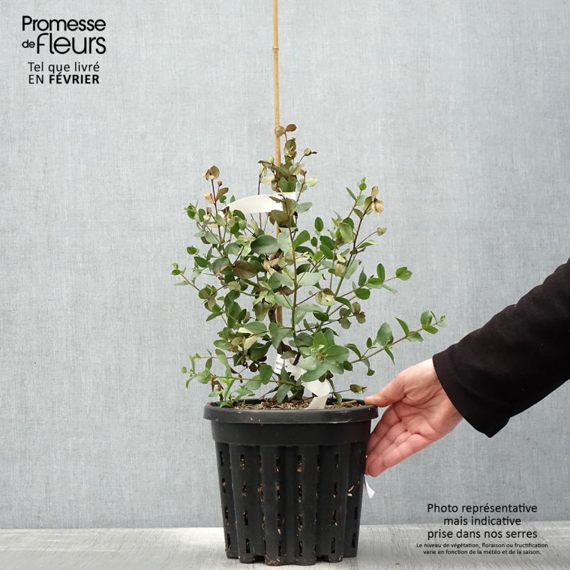 Spécimen de Eucalyptus johnstonii - Gommier jaune de Tasmanie Pot de 4L/5L, Pot anti-chignon tel que livré en hiver