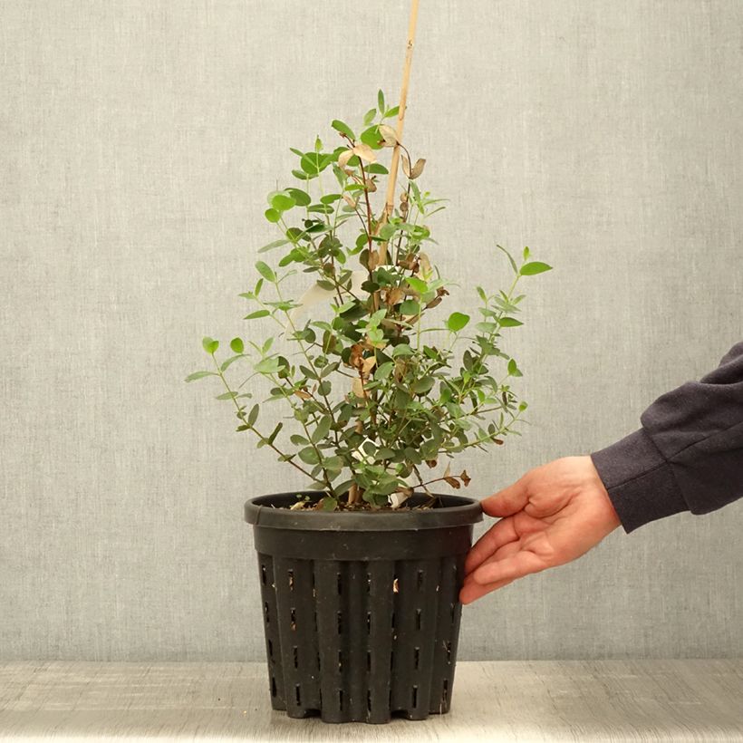 Spécimen de Eucalyptus johnstonii - Gommier jaune de Tasmanie - Pot de 4L/5L tel que livré au printemps