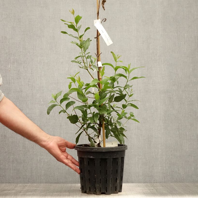 Spécimen de Eucalyptus kitsoniana - Gommier du Gippsland  Pot de 4L/5L, Pot anti-chignon tel que livré en été