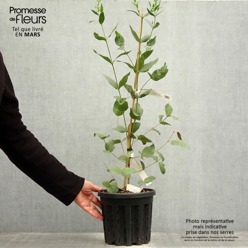 Spécimen de Eucalyptus kitsoniana - Gommier du Gippsland  - Pot de 4L/5L tel que livré au printemps