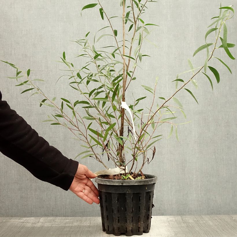 Spécimen de Eucalyptus kybeanensis - Mallée de Kybean Pot de 4L/5L, Pot anti-chignon tel que livré en automne