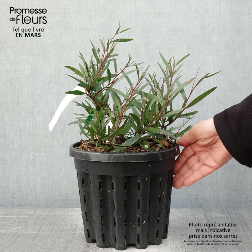 Spécimen de Eucalyptus kybeanensis - Mallée de Kybean Pot de 4L/5L, Pot anti-chignonHauteur livrée env. 40/60cm tel que livré au printemps
