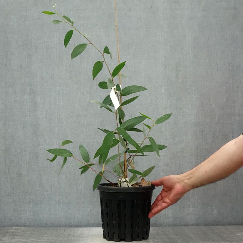 Spécimen de Eucalyptus lacrimans - Gommier des neiges pleureur Pot de 4L/5L, Pot anti-chignon tel que livré en été