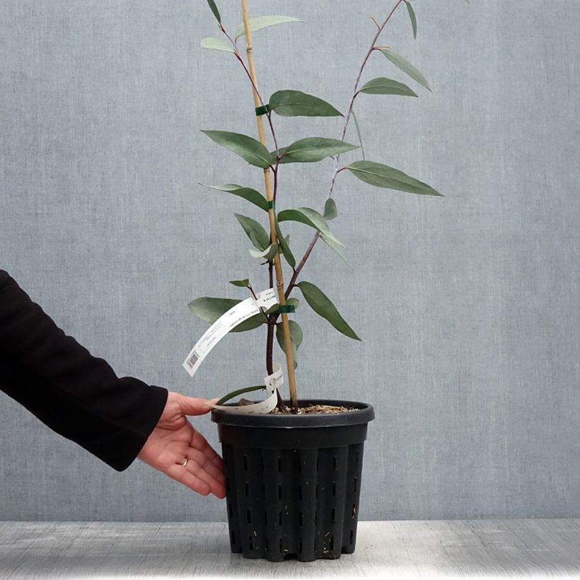 Spécimen de Eucalyptus lacrimans - Gommier des neiges pleureur - Pot de 4L/5L tel que livré au printemps