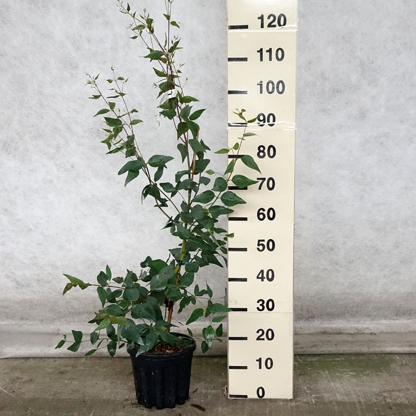 Spécimen de Eucalyptus leucoxylon Rosea Pot de 4L/5L, Pot anti-chignon tel que livré en automne