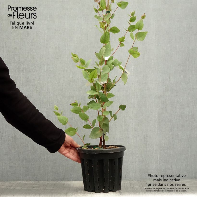 Spécimen de Eucalyptus leucoxylon Rosea - Eucalyptus leucoxylon subsp megalocarpa - Pot de 4L/5L tel que livré au printemps