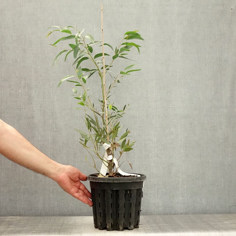 Spécimen de Eucalyptus mitchelliana - Gommier de Mount Buffalo Pot de 4L/5L, Pot anti-chignon tel que livré en été
