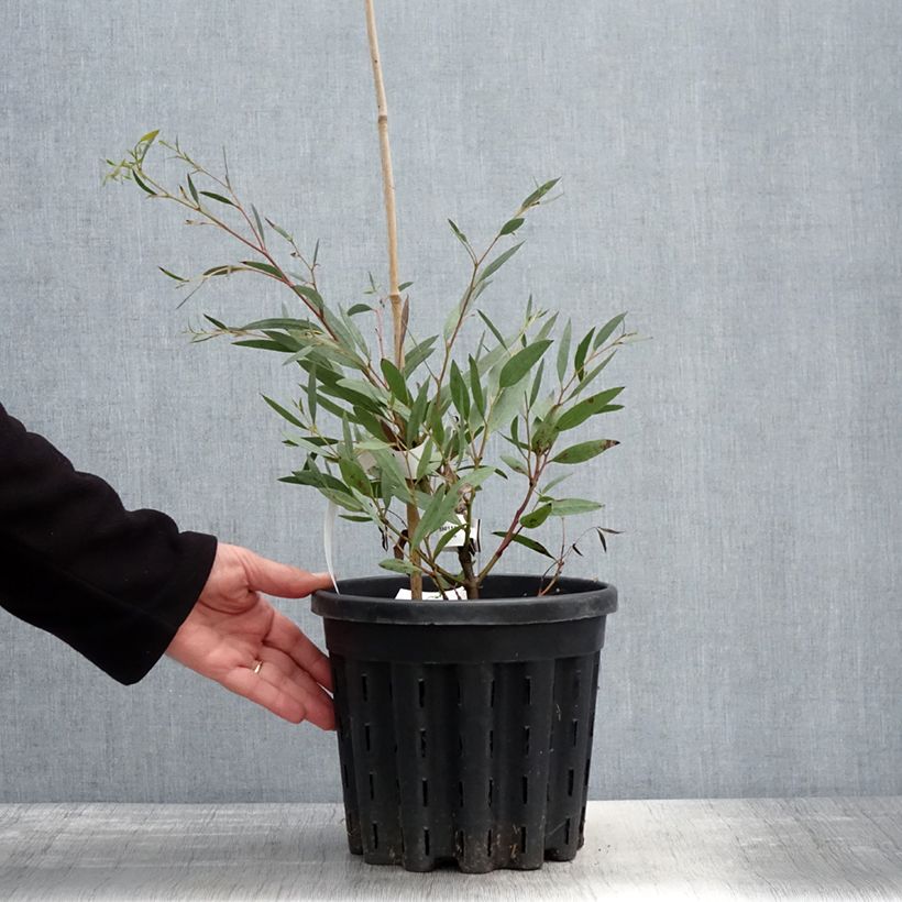 Spécimen de Eucalyptus mitchelliana - Gommier de Mount Buffalo - Pot de 4L/5L tel que livré au printemps