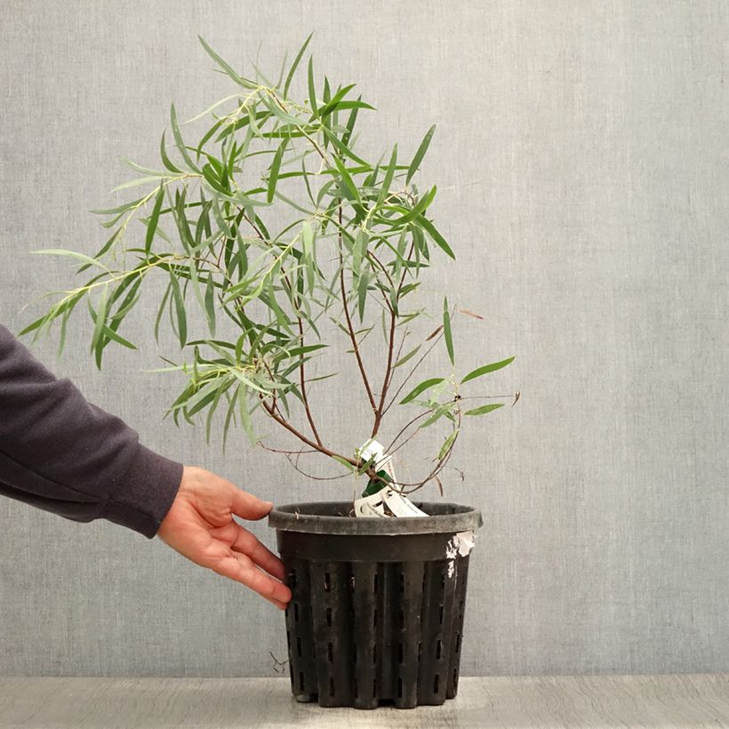 Spécimen de Eucalyptus moorei subsp. moorei Pot de 4L/5L, Pot anti-chignon tel que livré en été