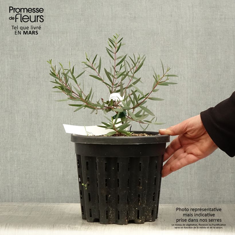 Spécimen de Eucalyptus moorei subsp. moorei Pot de 4L/5L, Pot anti-chignonHauteur livrée env. 40/60cm tel que livré au printemps