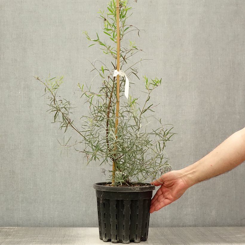 Spécimen de Eucalyptus nicholii - Gommier menthe de Nicol Pot de 4L/5L, Pot anti-chignon tel que livré en été