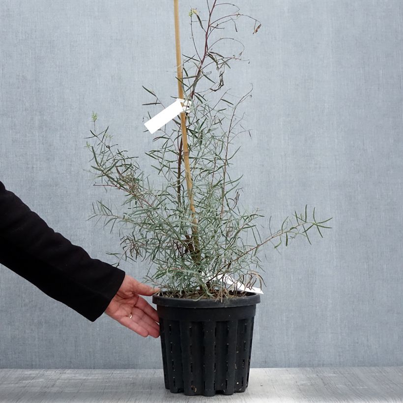 Spécimen de Eucalyptus nicholii - Gommier menthe de Nicol - Pot de 4L/5L tel que livré au printemps