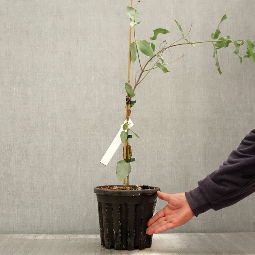 Spécimen de Eucalyptus nitens - Gommier brillant Pot de 4L/5L, Pot anti-chignon tel que livré en automne