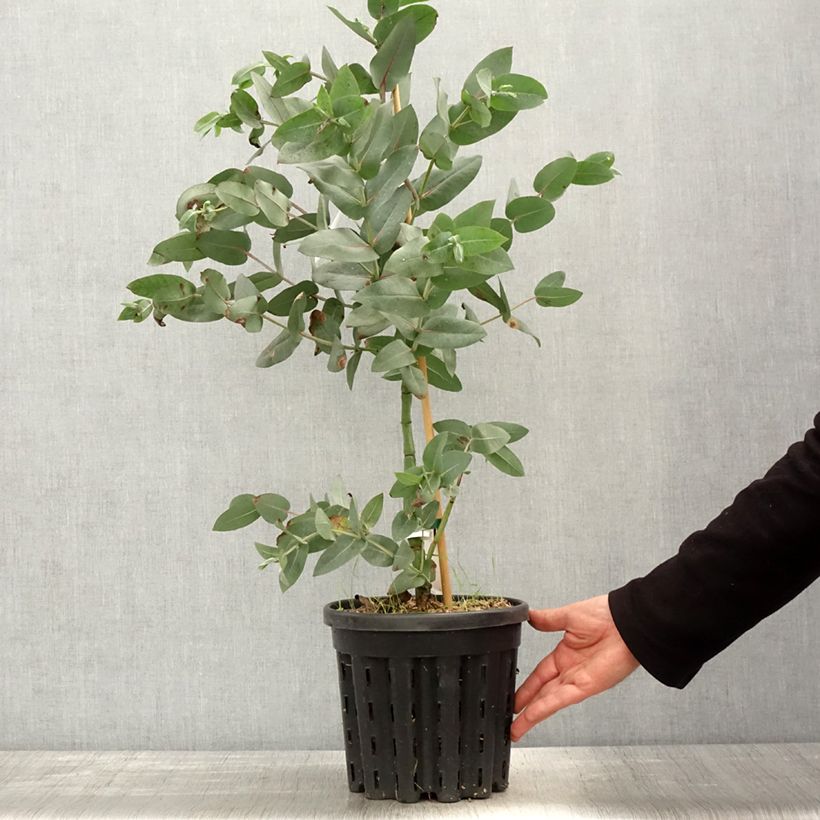 Spécimen de Eucalyptus nitens - Gommier brillant, Shining Gum - Pot de 4L/5L tel que livré au printemps